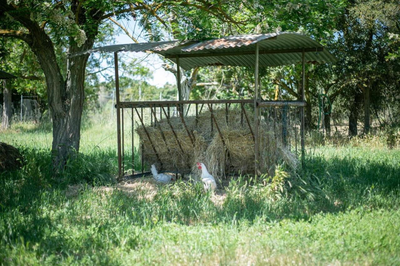 Agriturismo Buen Camino 斯卡尔利诺 外观 照片